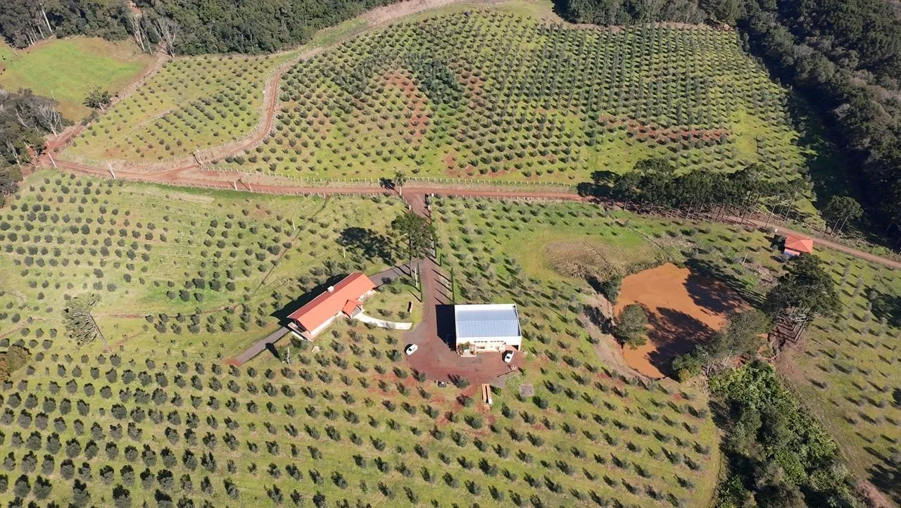 Produção de Barra do Estreito coloca Luzerna entre os destaques mundiais do azeite de oliva